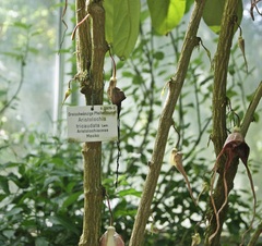 Aristolochia tricaudata