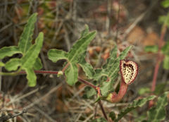 Aristolochia coryi