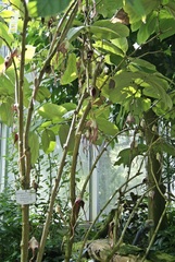 Aristolochia tricaudata