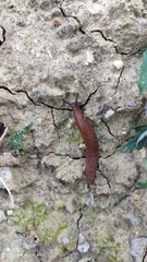 Arion vulgaris