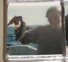 Mustelus henlei