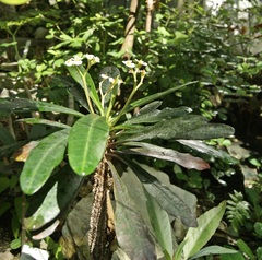 Euphorbia lophogona