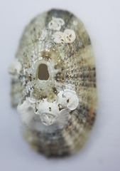Diodora graeca