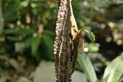 Euphorbia lophogona