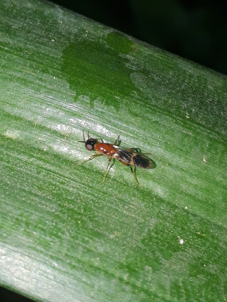 Abavus
