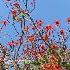 Erythrina speciosa