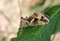 Chrysodeixis includens