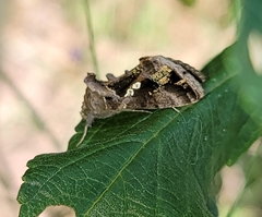 Chrysodeixis includens