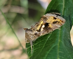 Chrysodeixis includens