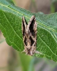 Chrysodeixis includens