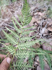 Pteridium caudatum