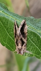 Chrysodeixis includens