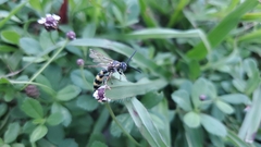 Dielis trifasciata