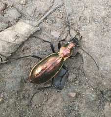 Carabus splendens