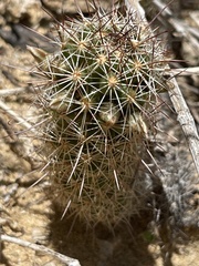 Mammillaria capensis