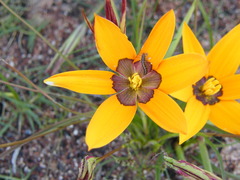 Pauridia canaliculata