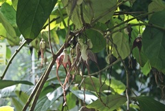 Aristolochia tricaudata