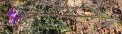 Ixia ramulosa