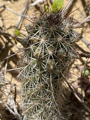 Mammillaria capensis
