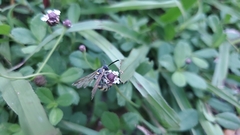 Dielis trifasciata