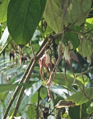 Aristolochia tricaudata