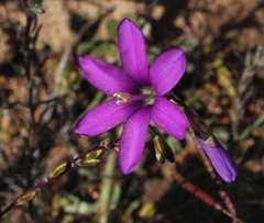 Ixia ramulosa