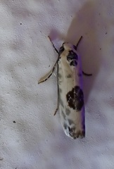 Ethmia submissa