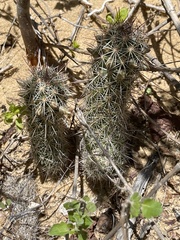 Mammillaria capensis