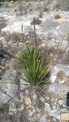 Yucca reverchonii