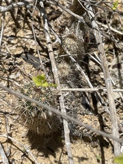 Mammillaria capensis