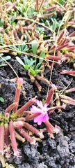 Saponaria sicula