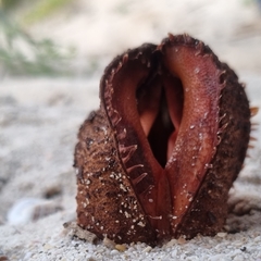Hydnora africana