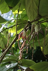 Aristolochia tricaudata