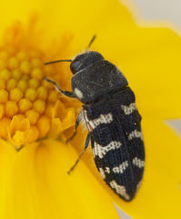 Acmaeodera bowditchi