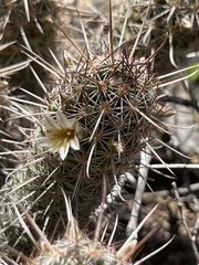 Mammillaria capensis