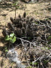 Mammillaria capensis