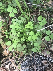Oxalis laxa