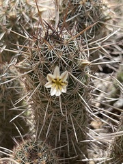 Mammillaria capensis