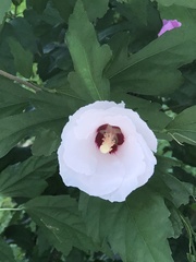 Hibiscus syriacus
