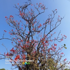 Erythrina speciosa