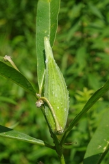 Asclepias exaltata × syriaca