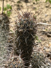 Mammillaria capensis