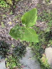 Sauromatum giganteum