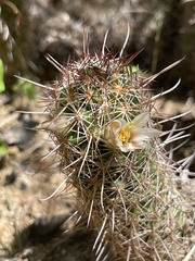 Mammillaria capensis
