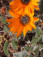 Arctotis campanulata