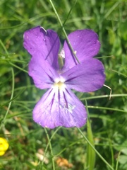 Viola calcarata
