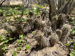 Mammillaria capensis