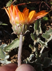 Arctotis campanulata