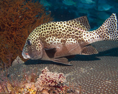 Plectorhinchus chaetodonoides