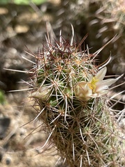 Mammillaria capensis